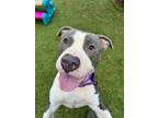 Rico, American Pit Bull Terrier For Adoption In Twinsburg, Ohio
