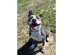 Blueberry Facial, American Pit Bull Terrier For Adoption In Richmond, Virginia