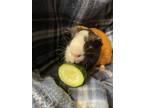 Balder, Guinea Pig For Adoption In Edmond, Oklahoma