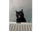 Boden, Domestic Shorthair For Adoption In Duncan, British Columbia