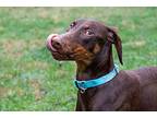 Seagram, Doberman Pinscher For Adoption In Greensboro, North Carolina