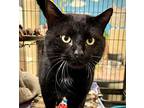 Shadow, Domestic Shorthair For Adoption In Columbia, Illinois