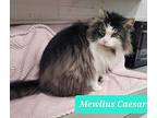 Mewlius Caesar-sponsored, Domestic Longhair For Adoption In Richmond, Indiana