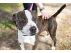 71026a Mr. Krabs, American Staffordshire Terrier For Adoption In North
