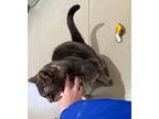 Jasper, Domestic Shorthair For Adoption In West Columbia, South Carolina