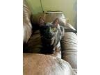 Midnight, Domestic Shorthair For Adoption In Athens, Tennessee