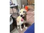 Z Courtesy Post Pluto, Golden Retriever For Adoption In Miami, Florida