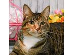 Gabby, Domestic Shorthair For Adoption In Roanoke, Texas