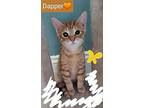 Dapper, Domestic Shorthair For Adoption In Hamilton, New Jersey