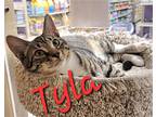 Tyla, Domestic Shorthair For Adoption In Hamilton, New Jersey