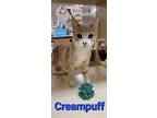 Creampuff, Domestic Shorthair For Adoption In Hamilton, New Jersey
