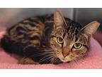 Daffodil, Domestic Shorthair For Adoption In Atlantic City, New Jersey