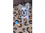 Bunny, Schnauzer (miniature) For Adoption In Sheridan, Oregon