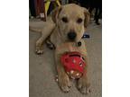 Nick Carraway, Labrador Retriever For Adoption In Tampa, Florida