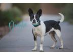 Doyle, Boston Terrier For Adoption In Scottsdale, Arizona