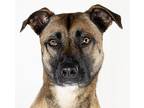 Elle, American Pit Bull Terrier For Adoption In Oakland, California