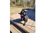 Hazelnut, Portuguese Water Dog For Adoption In Brunswick, Maine