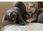 Lucy And Ethel, Domestic Mediumhair For Adoption In Cincinnati, Ohio