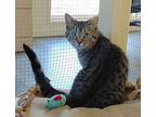 Gin, Domestic Shorthair For Adoption In Cincinnati, Ohio