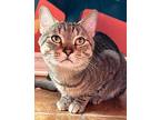 Ham Sandwich, Domestic Shorthair For Adoption In Chicago, Illinois