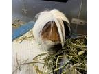 Hair Cut, Guinea Pig For Adoption In Tangent, Oregon