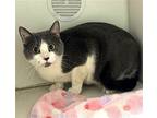 Molly, Domestic Shorthair For Adoption In Stamford, Connecticut