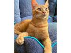 Maverick, Domestic Shorthair For Adoption In Novato, California