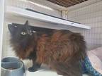 Fluffy, Domestic Longhair For Adoption In Cortland, New York