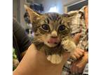Dallas, Domestic Shorthair For Adoption In St. Augustine, Florida
