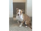 Pinky, American Pit Bull Terrier For Adoption In Bingham Farms, Michigan