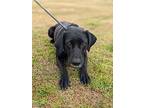 Dory, Labrador Retriever For Adoption In Summit, New Jersey