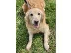 Oakley, Golden Retriever For Adoption In Chester Springs, Pennsylvania