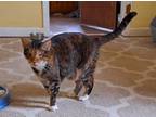 Amy (am Litter), Domestic Shorthair For Adoption In Baltimore, Maryland