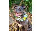 Sammie, American Staffordshire Terrier For Adoption In Anza, California