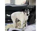 Otto, Jack Russell Terrier For Adoption In Anza, California