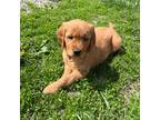 Golden Retriever Puppy for sale in Elburn, IL, USA