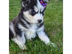 Siberian Husky Puppy for sale in Charlotte, NC, USA