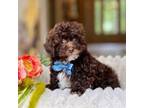 Shih-Poo Puppy for sale in Lena, LA, USA