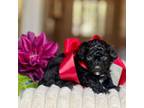 Shih-Poo Puppy for sale in Lena, LA, USA