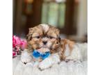 Shih Tzu Puppy for sale in Lena, LA, USA
