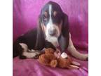 Basset Hound Puppy for sale in Kit Carson, CO, USA