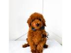 Poodle (Toy) Puppy for sale in Queen Creek, AZ, USA