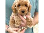 Mutt Puppy for sale in Atmore, AL, USA