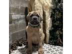 Cane Corso Puppy for sale in Hudson, NH, USA