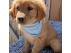 Golden Retriever Puppy for sale in San Angelo, TX, USA