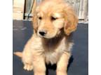 Golden Retriever Puppy for sale in San Angelo, TX, USA