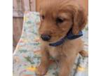 Golden Retriever Puppy for sale in San Angelo, TX, USA