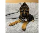 Puppy with pink collar