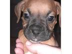 Boxer Puppy for sale in Axton, VA, USA
