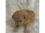 Poodle (Toy) Puppy for sale in Raleigh, NC, USA
